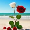 user9514715300498