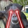 monkeynator3