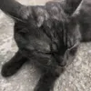 missdiloo0