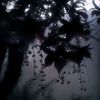 nightshade_system