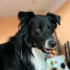 darycab