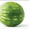 watermelon_official4