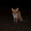 virus_fox_