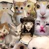 ceritamemekucing