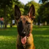 mochi_the_malinois
