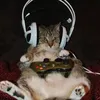 hisfav.paww