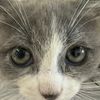 mochithekitty_cat