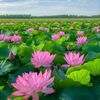 Cát Bụi PhátThanh🌏🧎