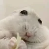 chomiczy