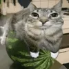pepsaksusha
