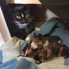 olderkittentime67