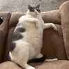 FATCAT