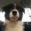 satanicpuppygirl