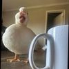 coolzersfunny