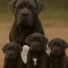 pandora.dad