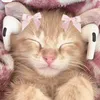Cute Furrbabies
