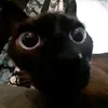 dankemonster