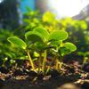 tujardinfeliz22