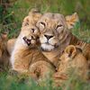 wild.animals.a.16