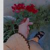 mudassir.shahzad06