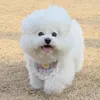 _____pipi