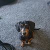 preciouspetspasse