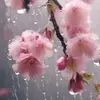 cnecliakkaynt