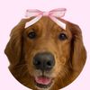 pipertheprincesspupper_