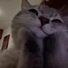 brownie_sweeeeet