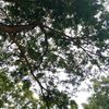 alung.syahrudin8