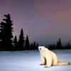 polar_bear20268