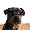 Fang the Blue Staffy