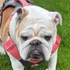 mindy_bulldog