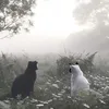 nino_and_thefluffs