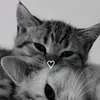 lice_xlz7