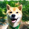 taiko.le.shiba