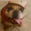 fatdogspockforeve
