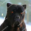 puppy5913