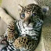 gatinho..miau
