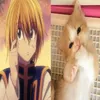 miyocachorrao