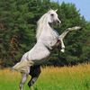 horsekingdom1