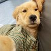 Funny dog 223