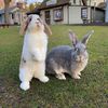 Jacky and Willow 🐰❤️