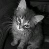 litsk_1