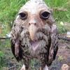 burung.hantu3957