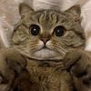animals9800