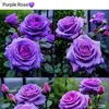 maryannyongco1