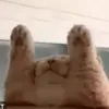 _HalfSugar_