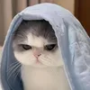 baodwg