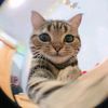 kittycatt573